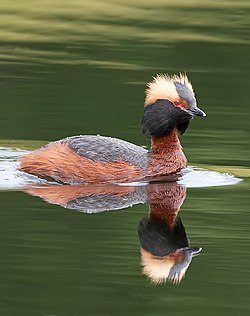 Ragainais dūkuris (Podiceps auritus)