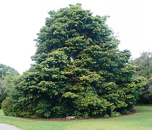 Podocarpus latifolius - Cape Town - 3.JPG