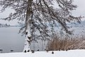 * Nomination Winterly alder tree by the waterline of Lake Woerth on Hans-Pruscha-Weg, Poertschach, Carinthia, Austria --Johann Jaritz 04:24, 7 January 2016 (UTC) * Promotion  Support Good quality.--Famberhorst 06:37, 7 January 2016 (UTC)