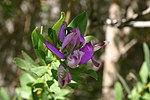 Miniatura para Polygala myrtifolia