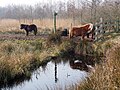 Ponny,s in de Alde Feanen Oudega.JPG