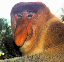Portrait of a Proboscis Monkey.jpg