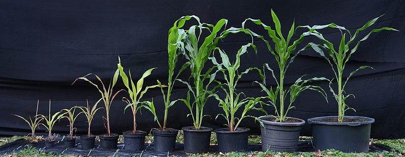 File:Pot Size Matters-Maize.jpg