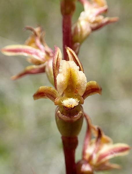 File:Prasophyllum caudiculum flower - cropped.jpg