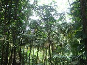 Prestoea acuminata var. montana among trees, El Yunque