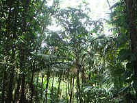Luquillo Experimental Forest