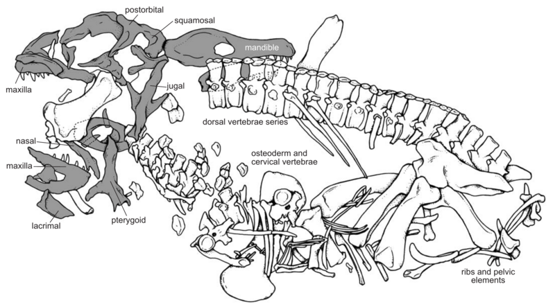 File:Prestosuchus UFRGS-PV-0629-T diagram.png