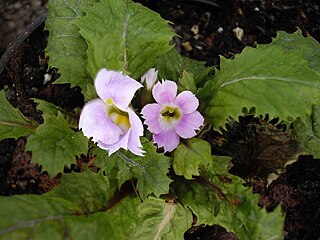 <i>Primula bracteosa</i> species of plant