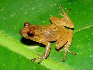 <i>Pristimantis prolixodiscus</i> Species of frog in the family Craugastoridae