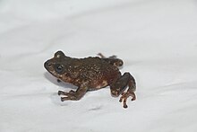 Pristimantis simoterus.jpg