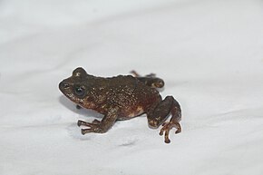 Descrizione dell'immagine Pristimantis simoterus.jpg.