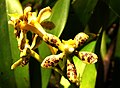 Prosthechea crassilabia Peru - Machu Picchu