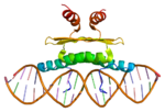 Thumbnail for Myocyte-specific enhancer factor 2A