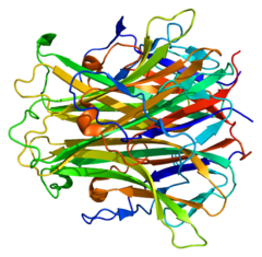 Protein TNFSF11 PDB 1s55.png