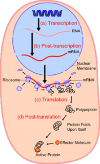 <span class="mw-page-title-main">Single-cell analysis</span> Testbg biochemical processes and reactions in an individual cell