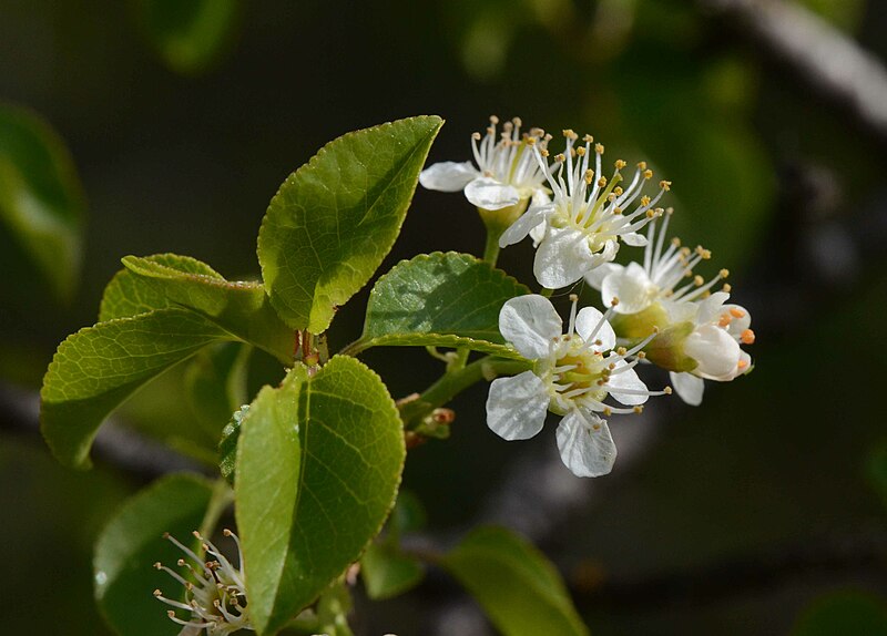 File:Prunus mahaleb Charente.jpg