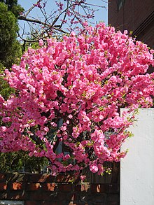 Prunus triloba var. truncata 01.JPG