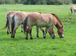 Prževaļska zirgi (Equus ferus przewalskii)