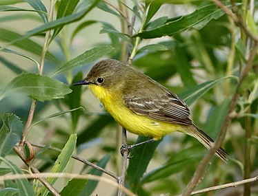 Doradite de Dinelli (Pseudocolopteryx dinelliana)