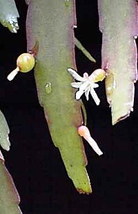 Pseudorhipsalis ramulosa1UME.jpg