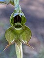 Pterostylis gibbosa