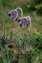 Vignette pour Pulsatilla montana