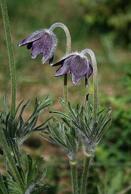 Pulsatilla montana