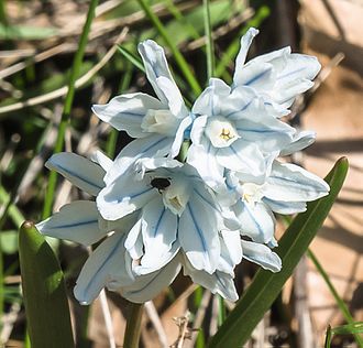 Close-up of flower Puschkinia scilloides-3.jpg