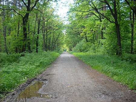 Tập_tin:Puszcza_Niepołomicka_Niepolomice_Forest_2010-05-23.JPG