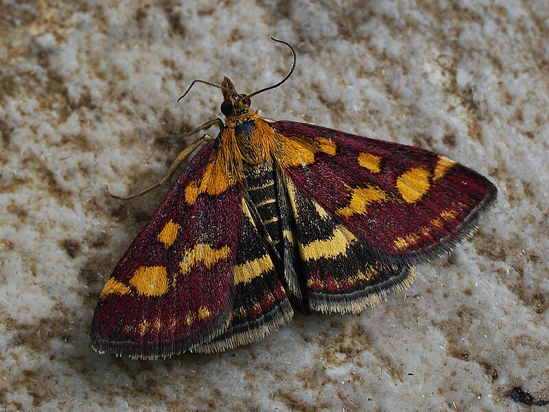 File:Pyrausta purpuralis - Огнёвка пурпурная (43890545591).jpg