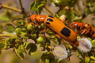 <i>Pyrota postica</i> Species of beetle