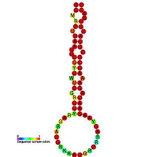 <span class="mw-page-title-main">Rotavirus cis-acting replication element</span>