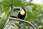 Skeudennig evit Ramphastos