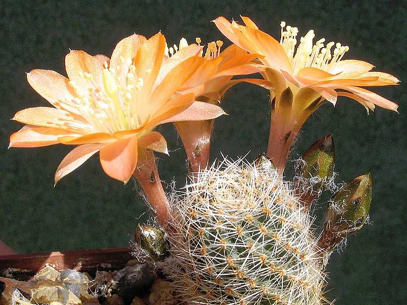 File:Rebutia mudanensis 2.jpg