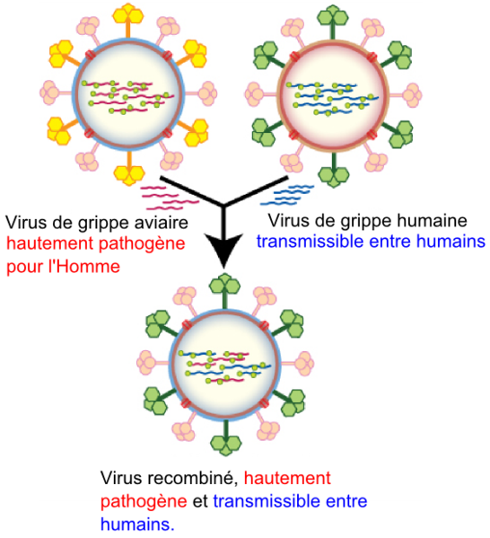 File:Recombinaison-grippe.png