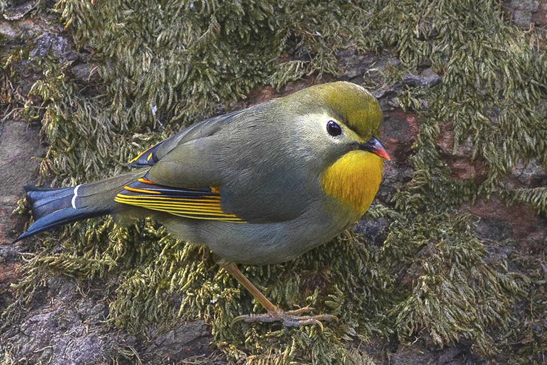 Red-billed leiothrix