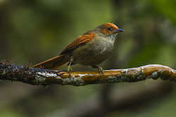 Red-faced Spinetail - Colombia S4E4386.jpg