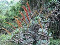 Pied de Norantea guianensis au bord de la Piste de Bélizon (Roura, Guyane)