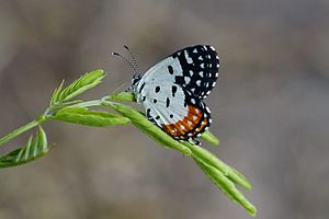 Red Pierrot 6537.jpg