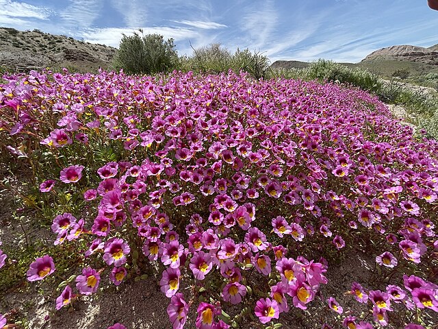 Red Rock Canyon monkeyflower is a rare California endemic wildflower found only in Kern County