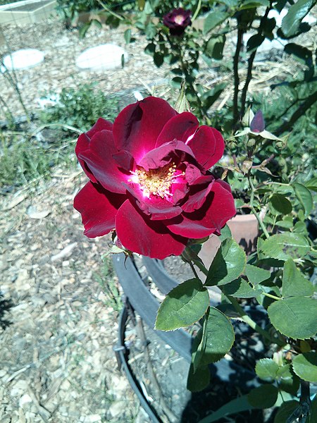 File:Red Rose.jpeg