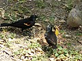 Red-winged blackbirds encounters a white-winged dove.