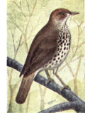 Thumbnail for File:Reed-wood-thrush.png