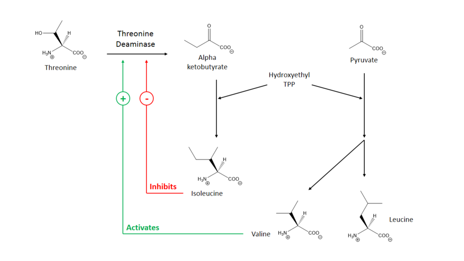 A diagram of the feedback regulatory pathways of threonine ammonia-lyase. Regulation of TD.png