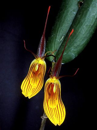 <i>Restrepia falkenbergii</i> Species of orchid