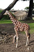 Reticulated Giraffe at SF Zoo.jpg