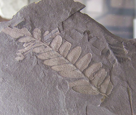 Fossiel van de zaadvaren Reticulopteris muensteri, Boven-Carboon.
