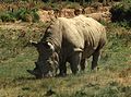 el rinoceront (o rinoceronte)