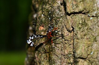 <i>Rhyssella humida</i> Species of wasp