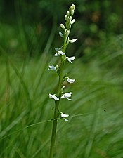 Platanthera dilatata photographed in the boreal rich fen